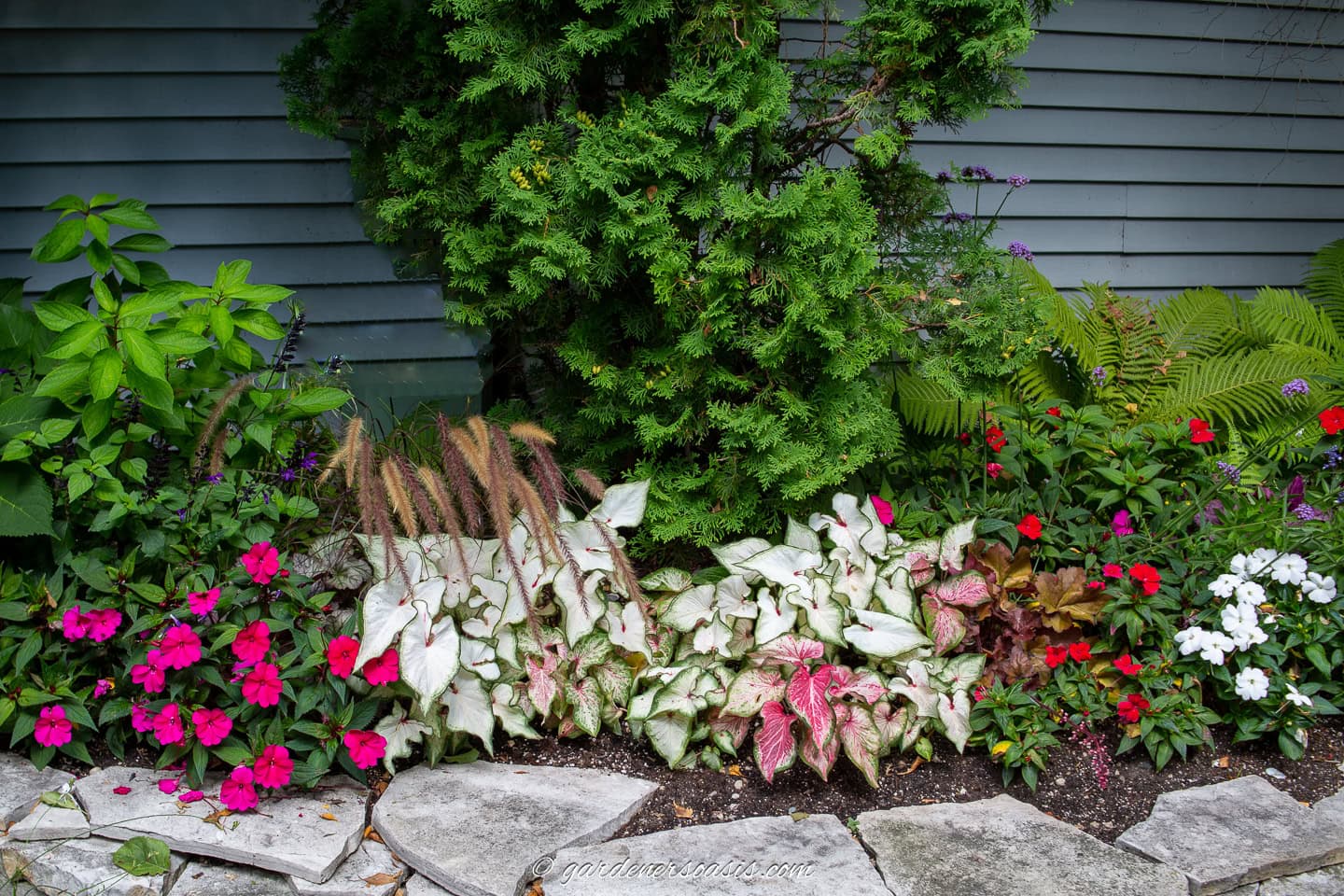 white caladiums and pink impatiens adding a pop of color to a shade garden