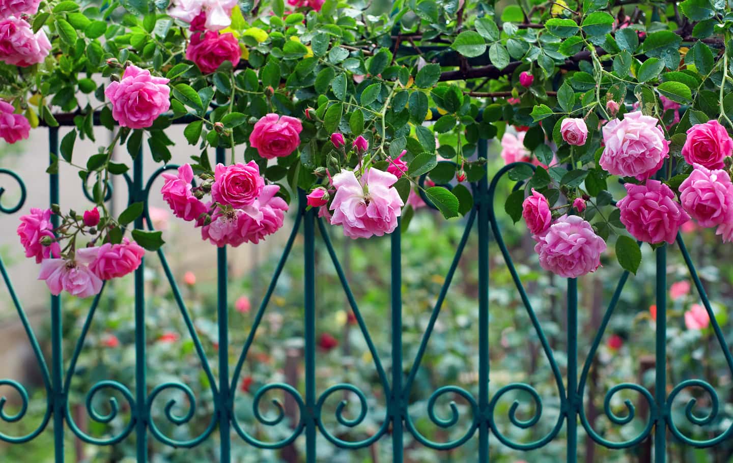 a pink climbing rose on a blue wrought iron fence