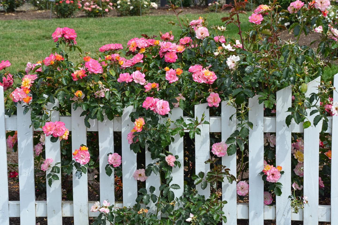 a shrub rose growing inside a picket fence