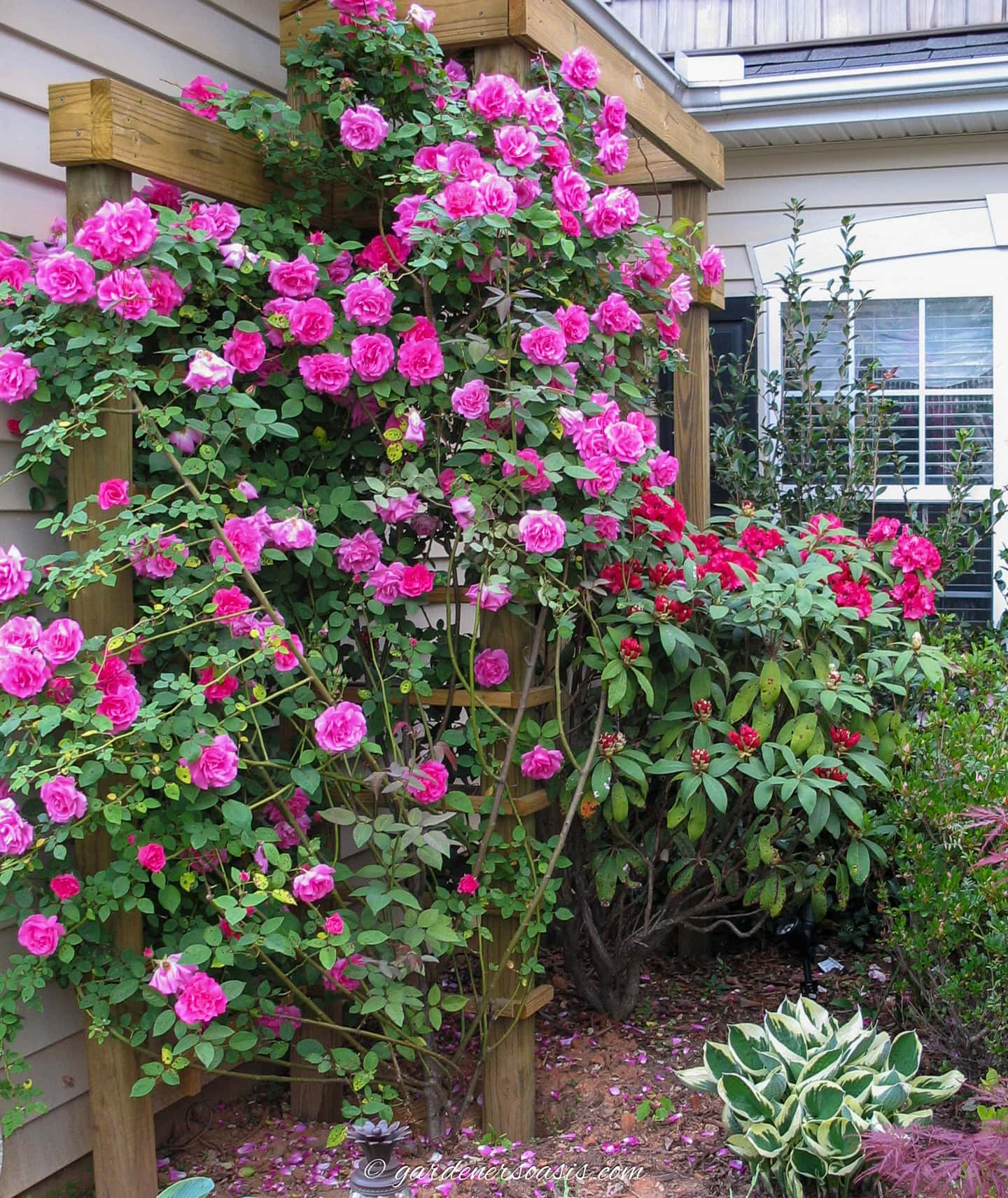 large pink rose growing on a trellis in the gront yard