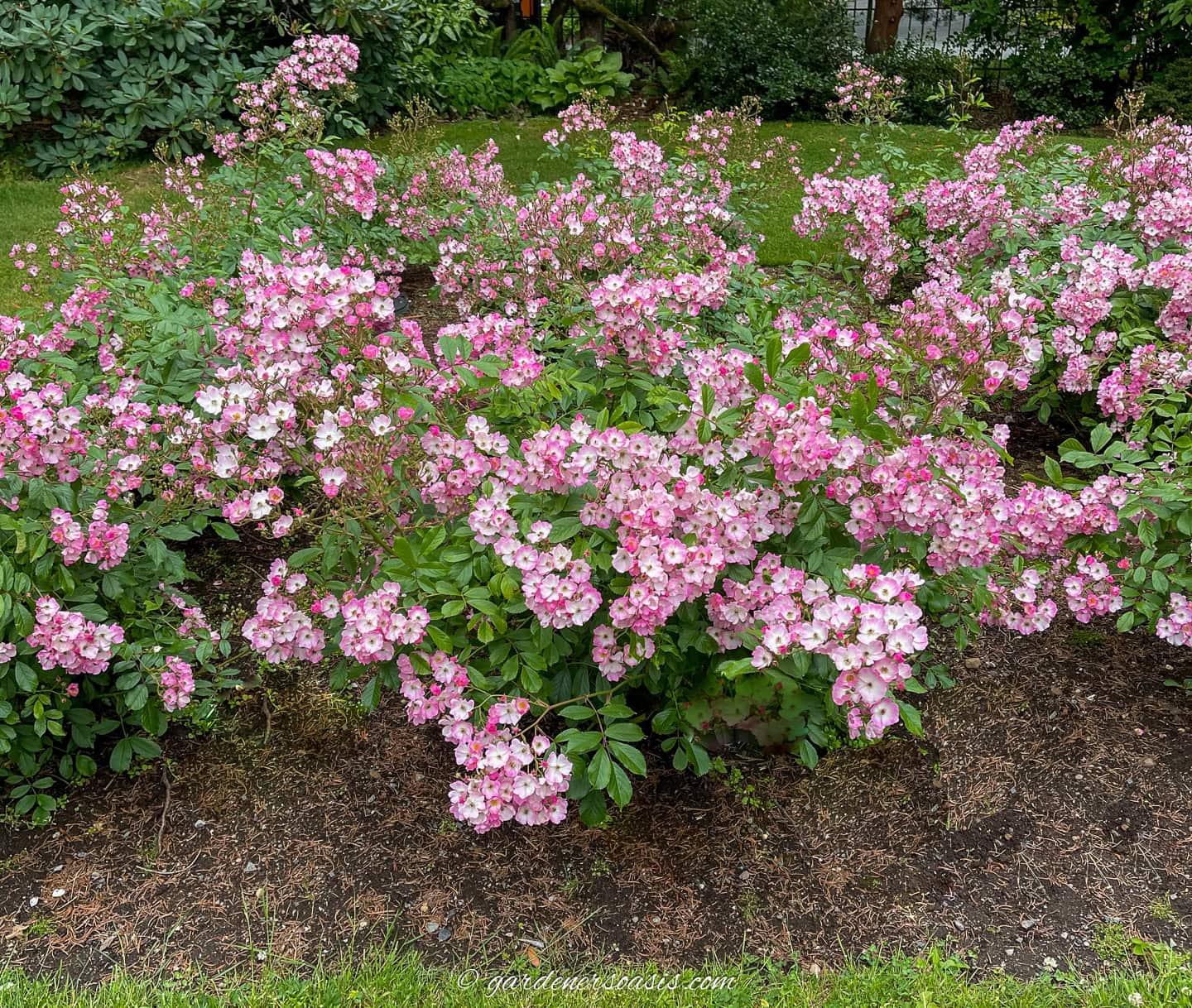 a shrub rose growing as a hedge