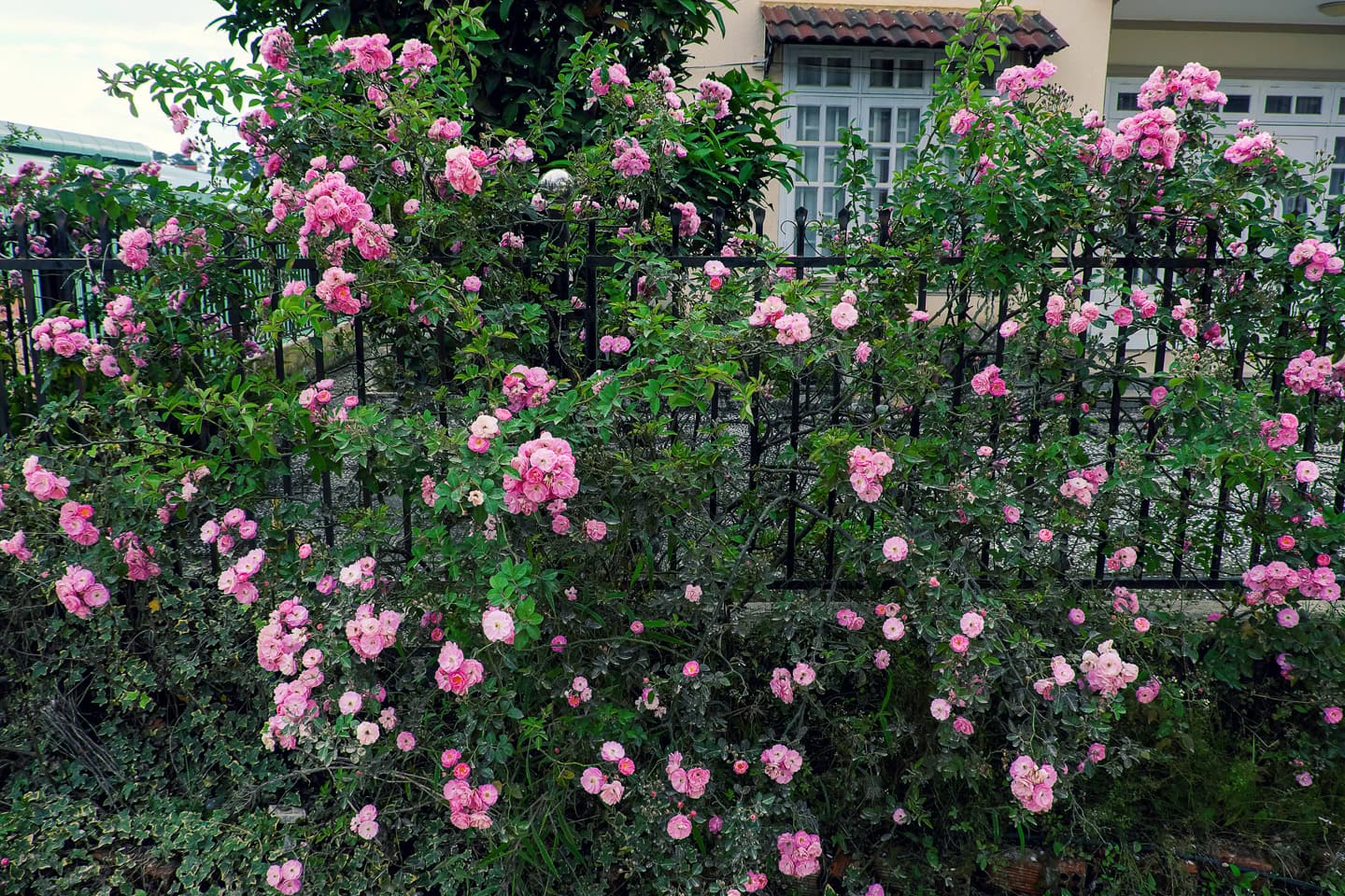 pink rose growing on a wrought iron fence