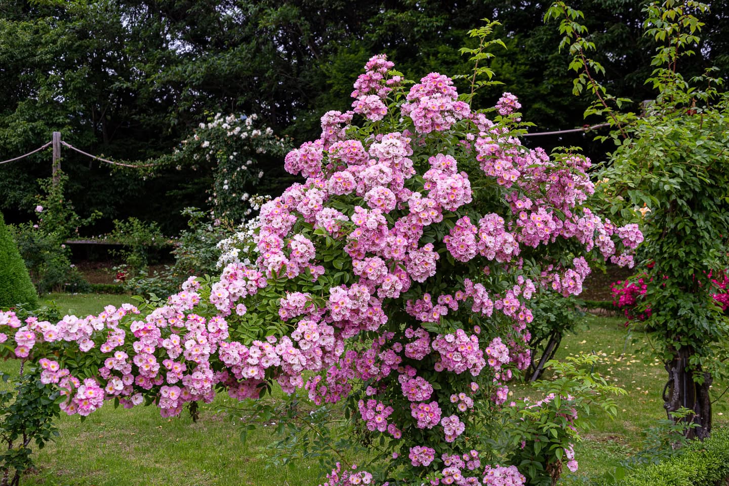 landscape roses growing along a rope