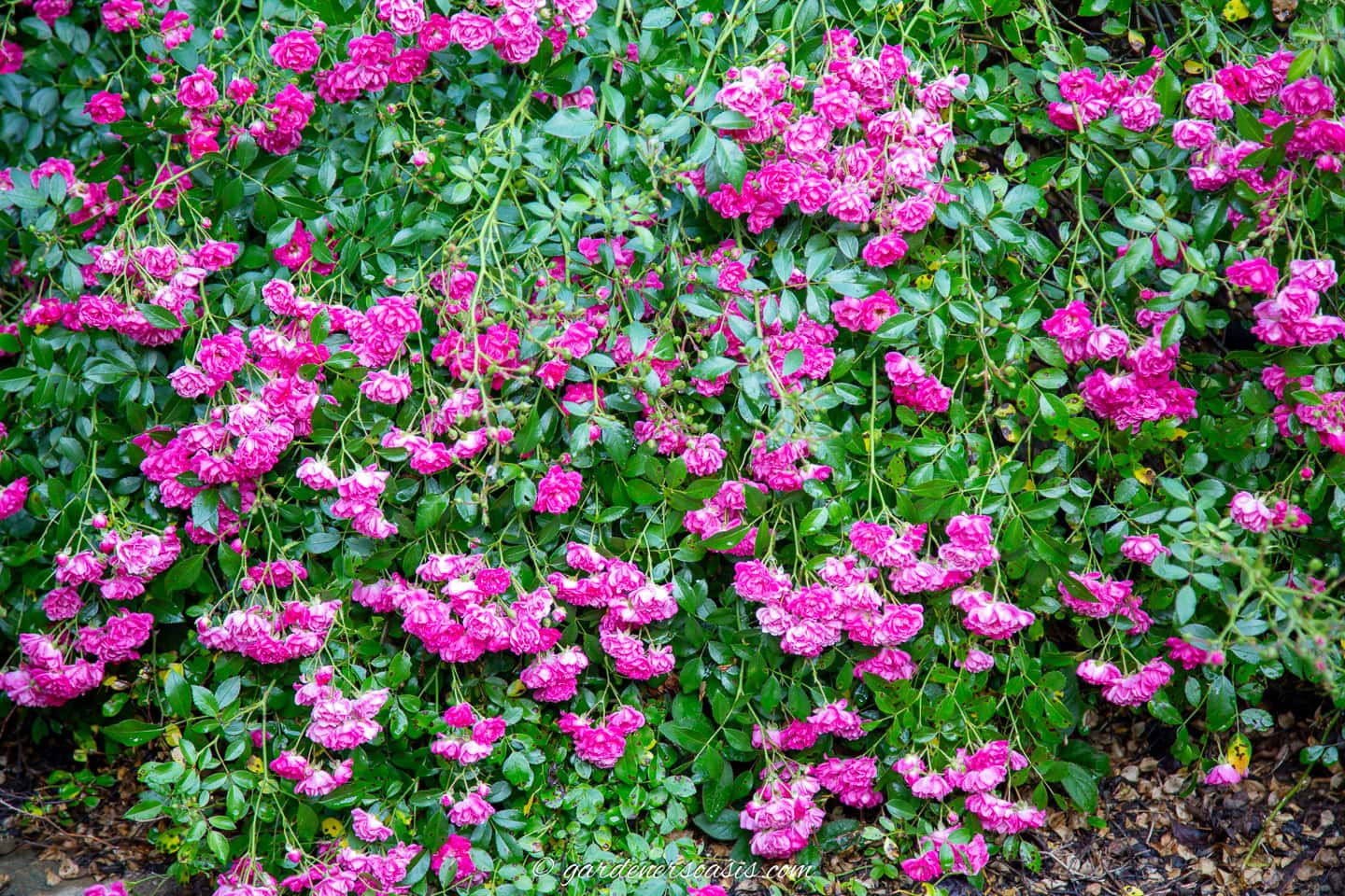 pink polyantha rose growing as a ground cover