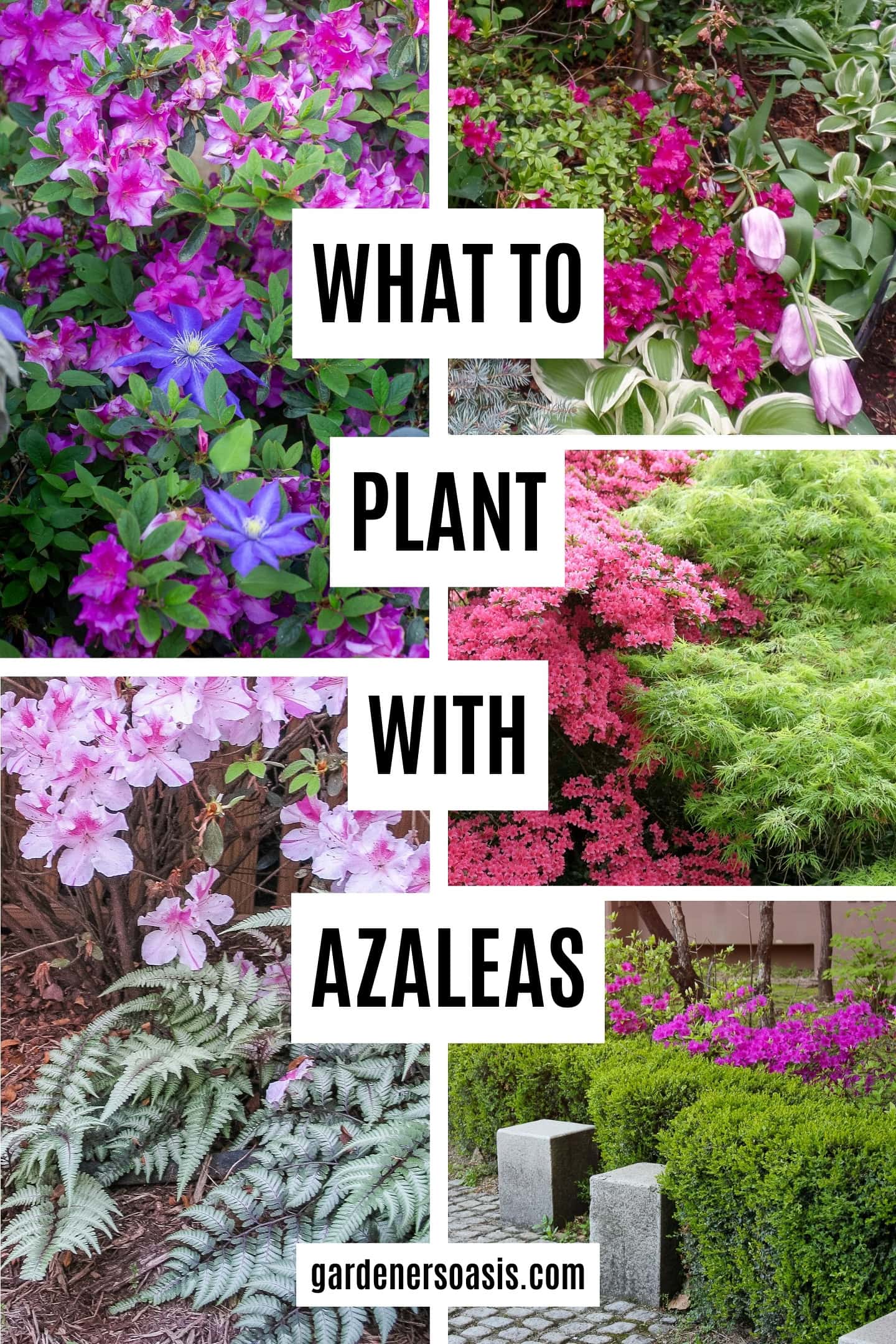 A collage of Azalea pictures with the text "What To Plant With Azaleas" written over the top