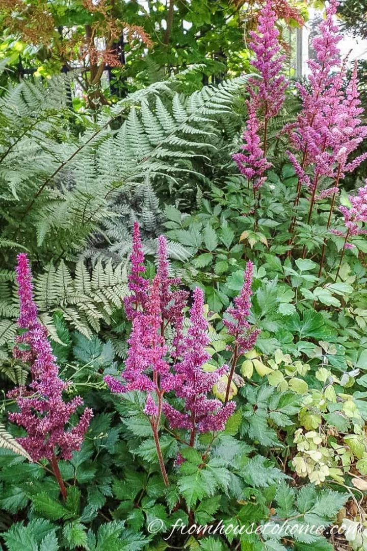 Dwarf astilbe with pink flowers planted in a shade garden with ferns