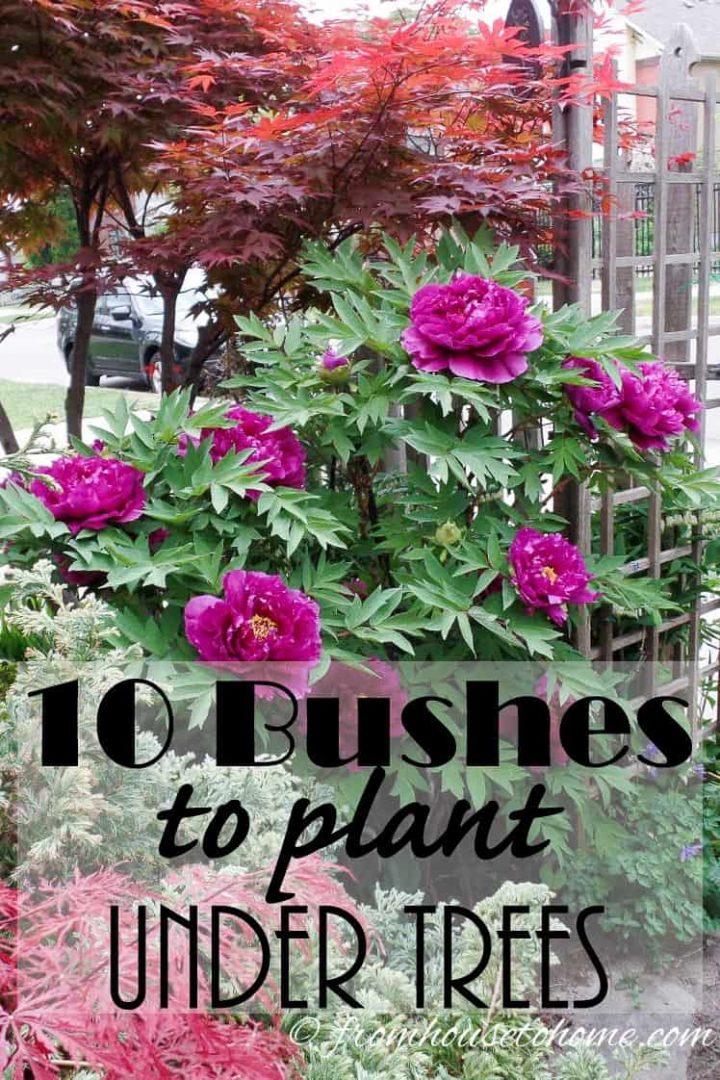 10 Bushes To Plant Under Trees
