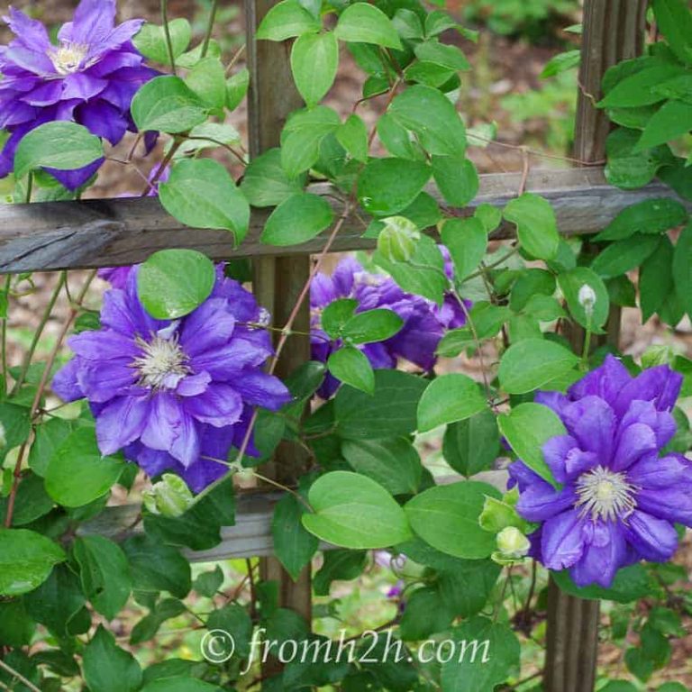 Clematis Care: The Ultimate Guide To Planting, Growing and Pruning Clematis