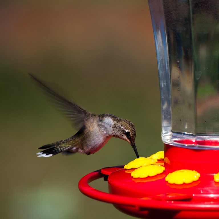 Attract Hummingbirds To Your Garden (10 Tips You Can Use In Your Yard)