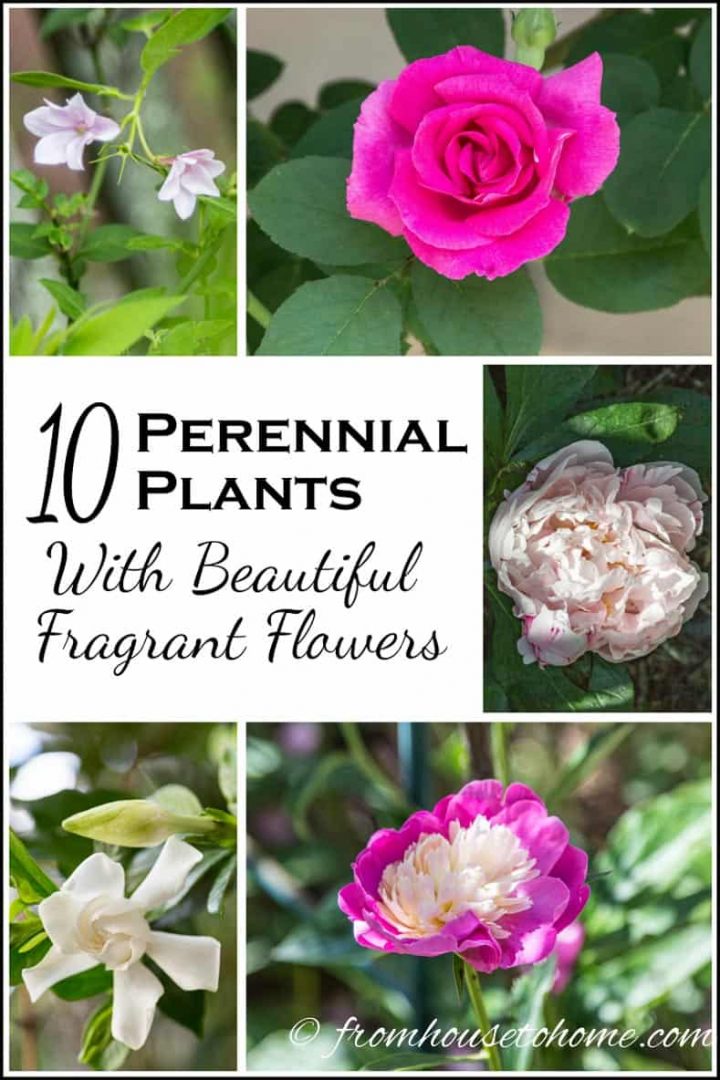 10 Perennial Plants With Beautiful Fragrant Flowers