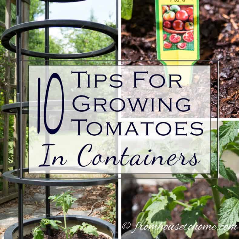 11 Tips For Growing Tomatoes In Containers