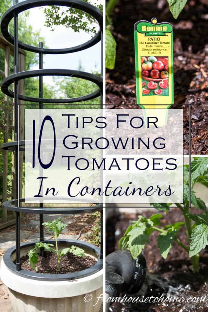 10 Tips For Growing Tomatoes In Containers