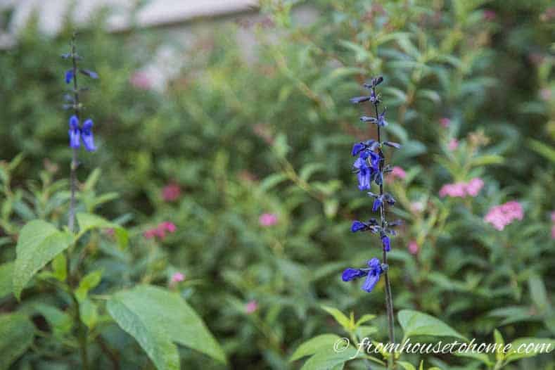 Salvia 'Black and Blue' is one of the best Salvias for hummingbirds