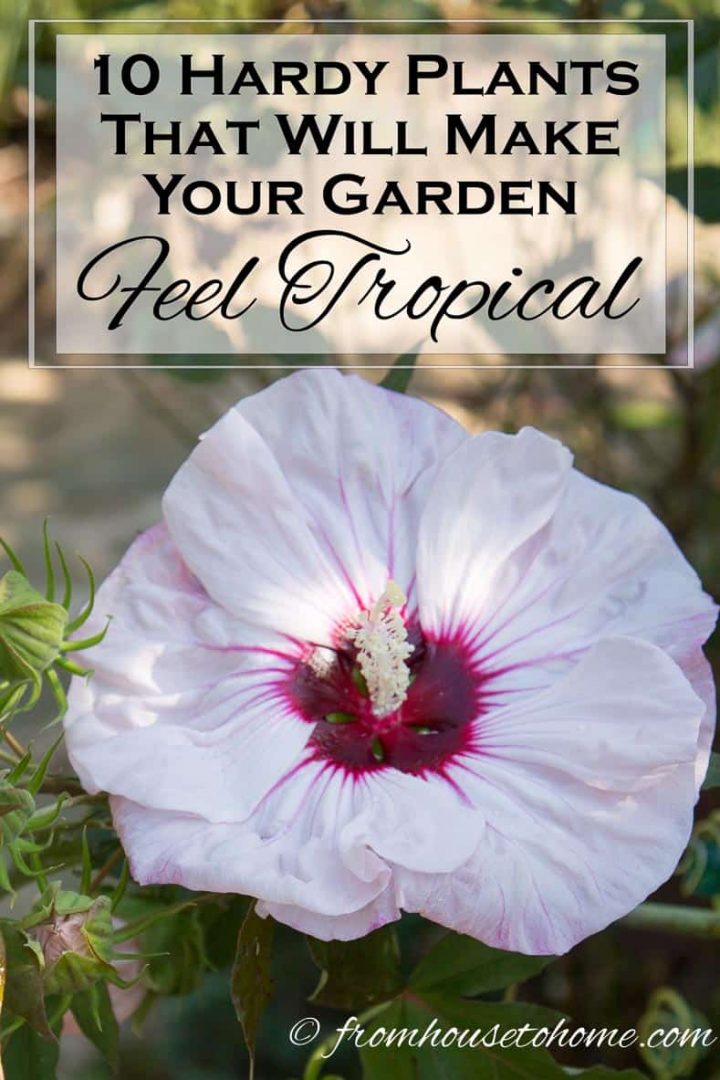 10 Hardy Plants That Will Make Your Garden Feel Tropical