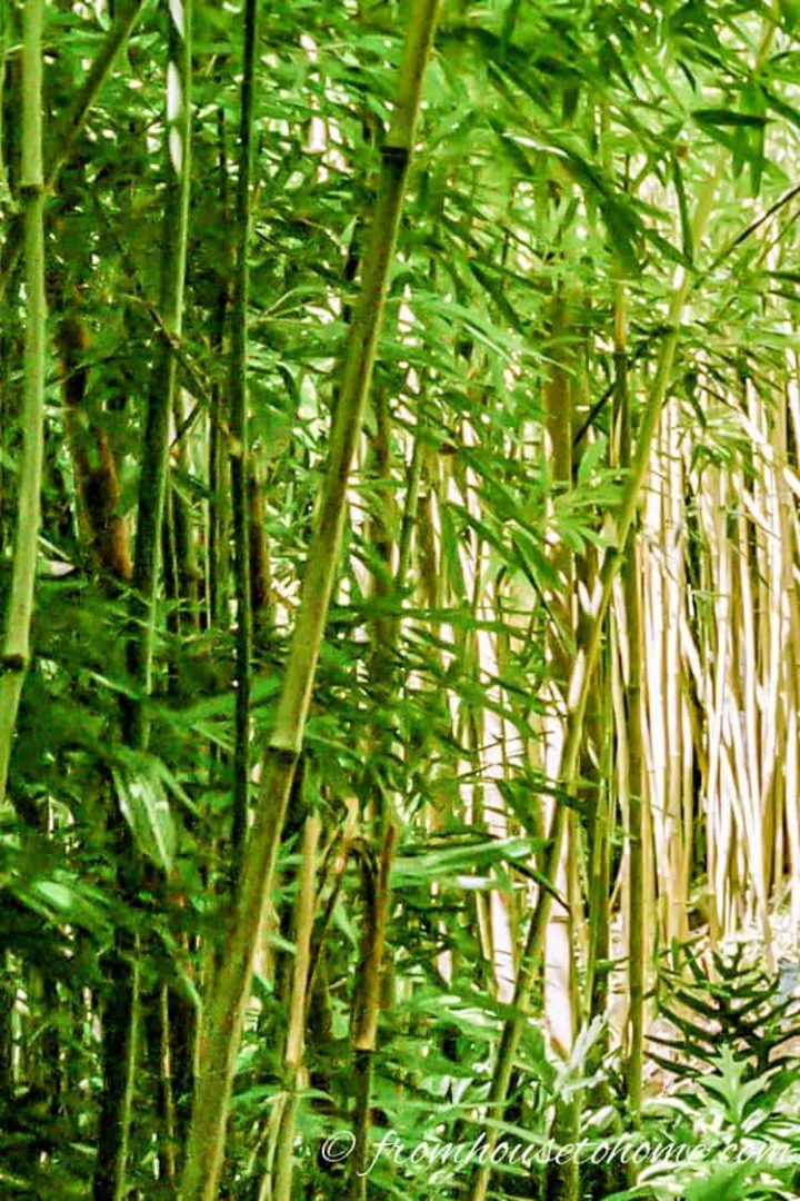 Many bamboo species are very invasive