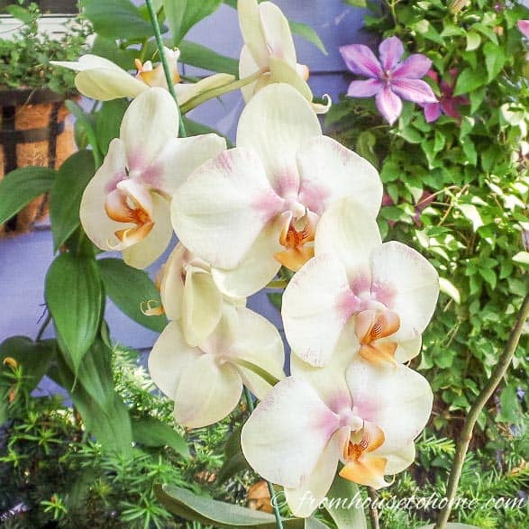 Orchid Care: 7 Surprising Things You Didn’t Know About Growing Phalaenopsis orchids