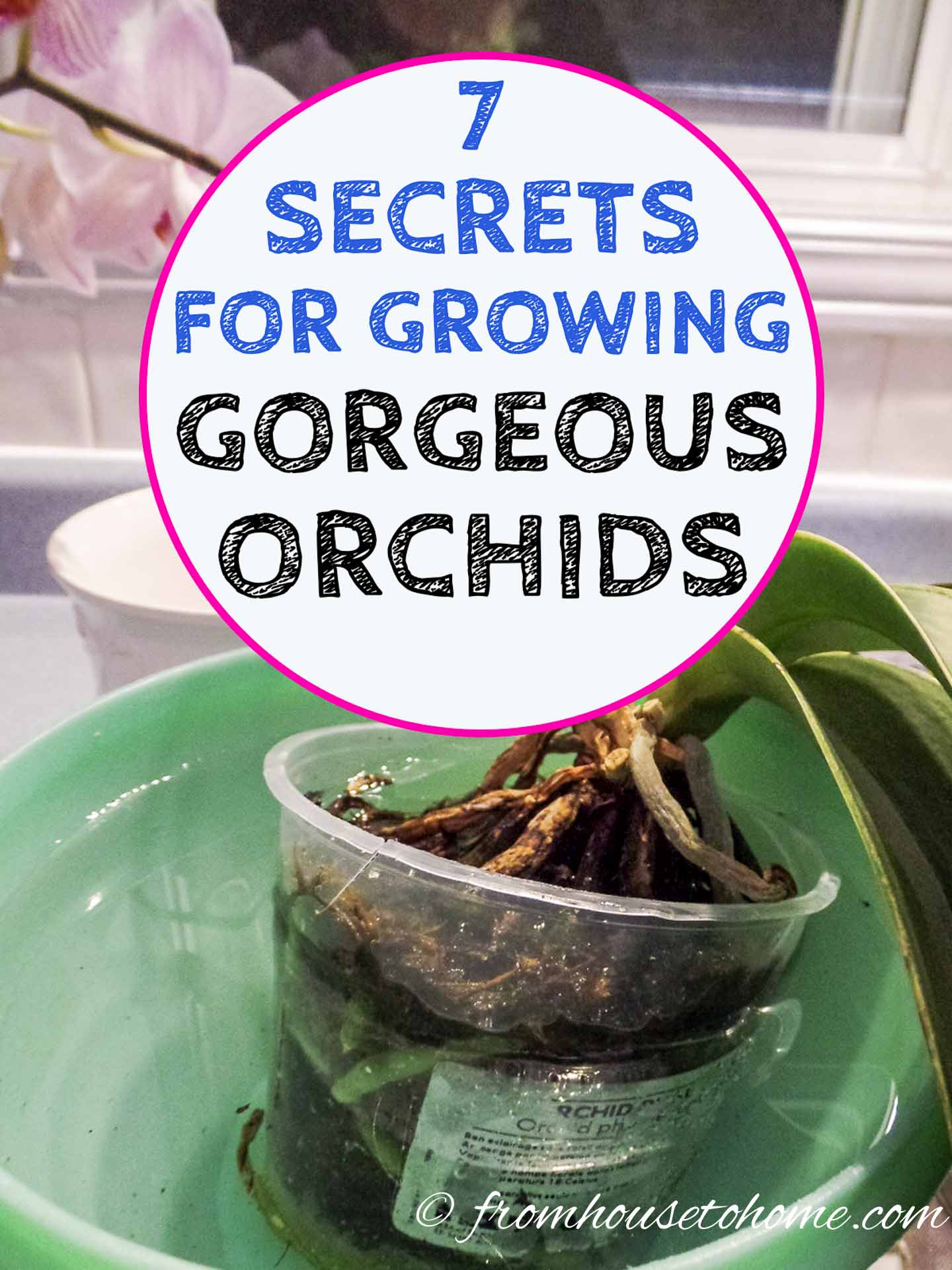 7 secrets for growing gorgeous Phalaenopsis orchids