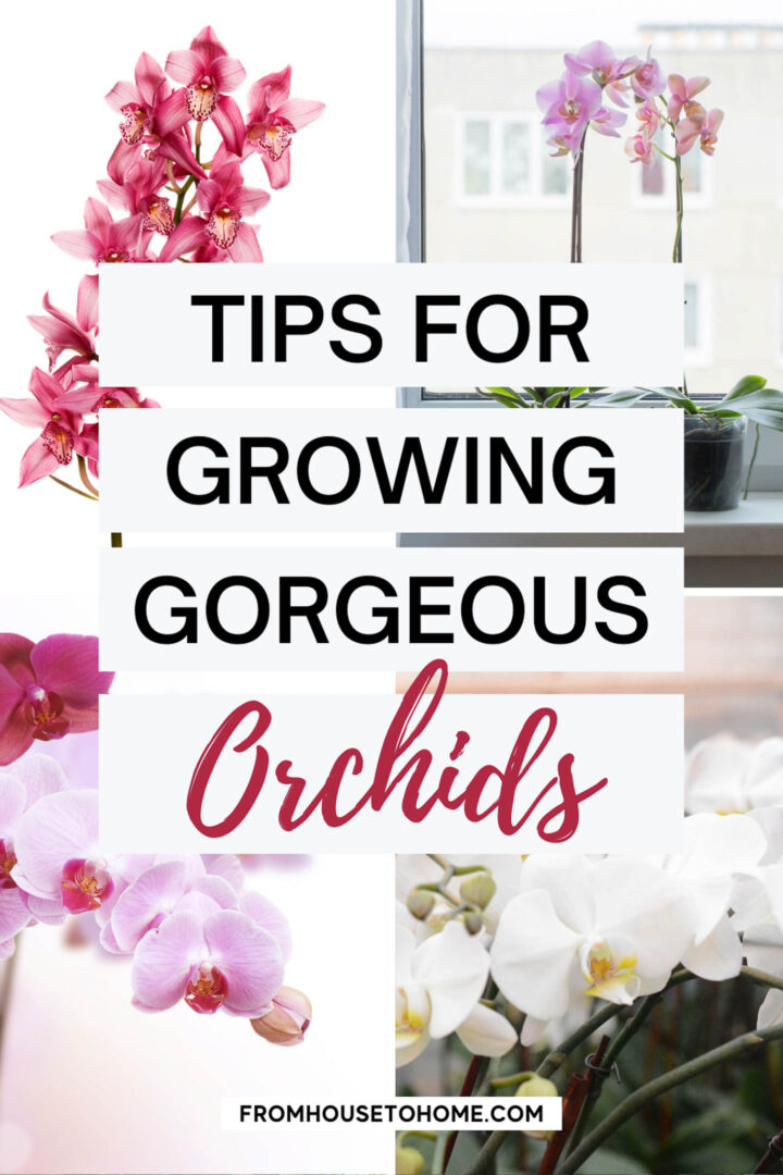 7 surprising things you didn't know about caring for orchids
