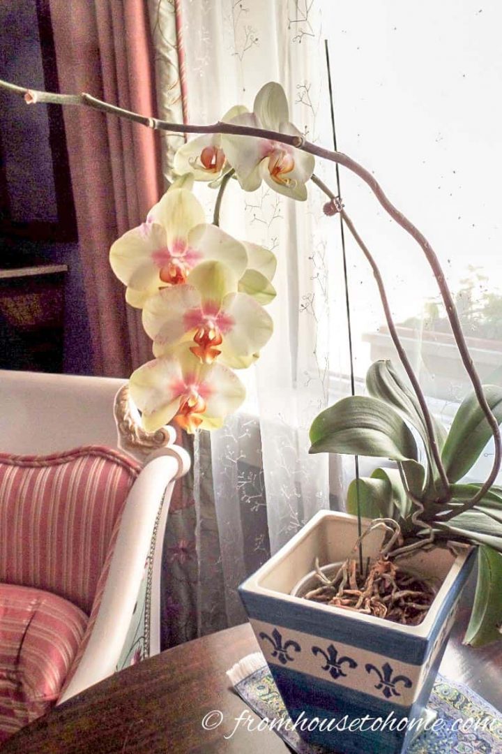 Orchid Blooming On Second Stem