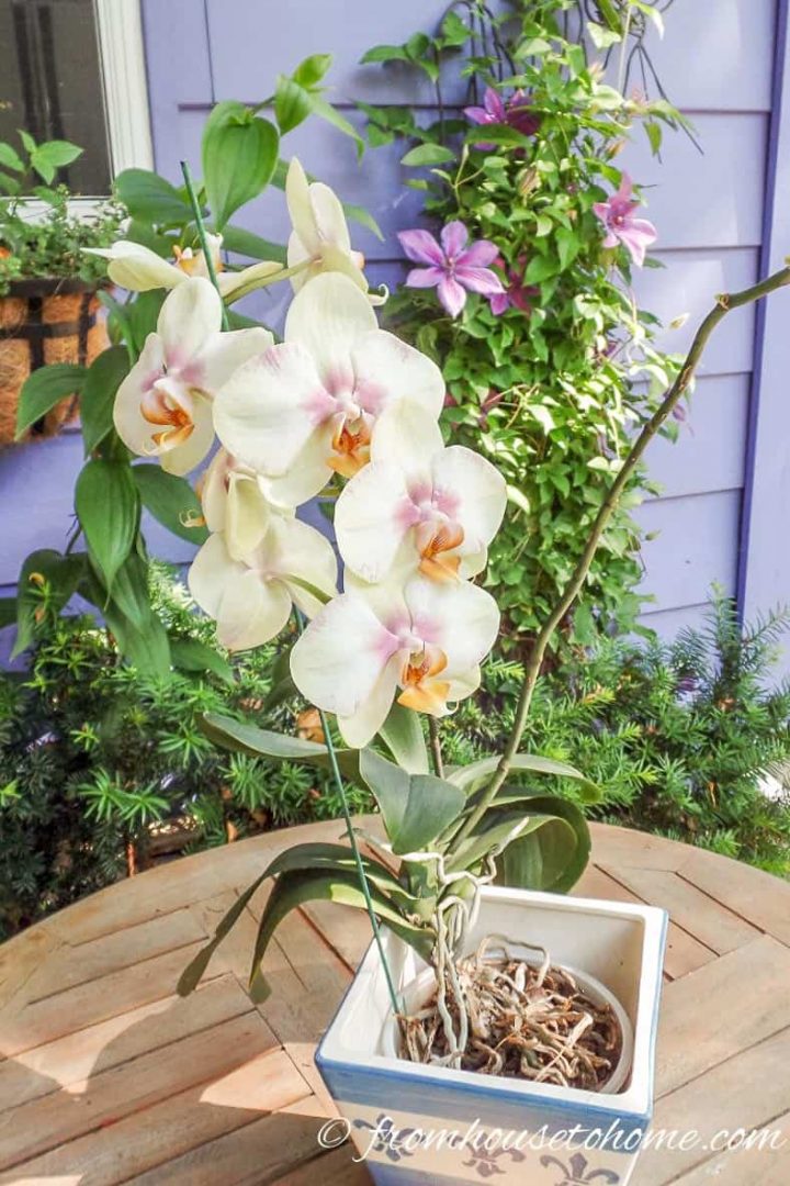 Orchids do well in a shady spot outside