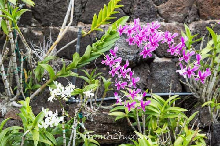Orchid garden in Kauai
