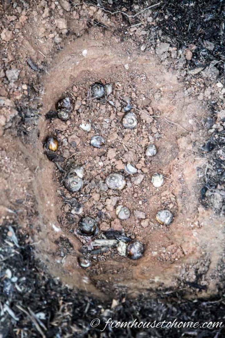 Dig one hole for the bulbs