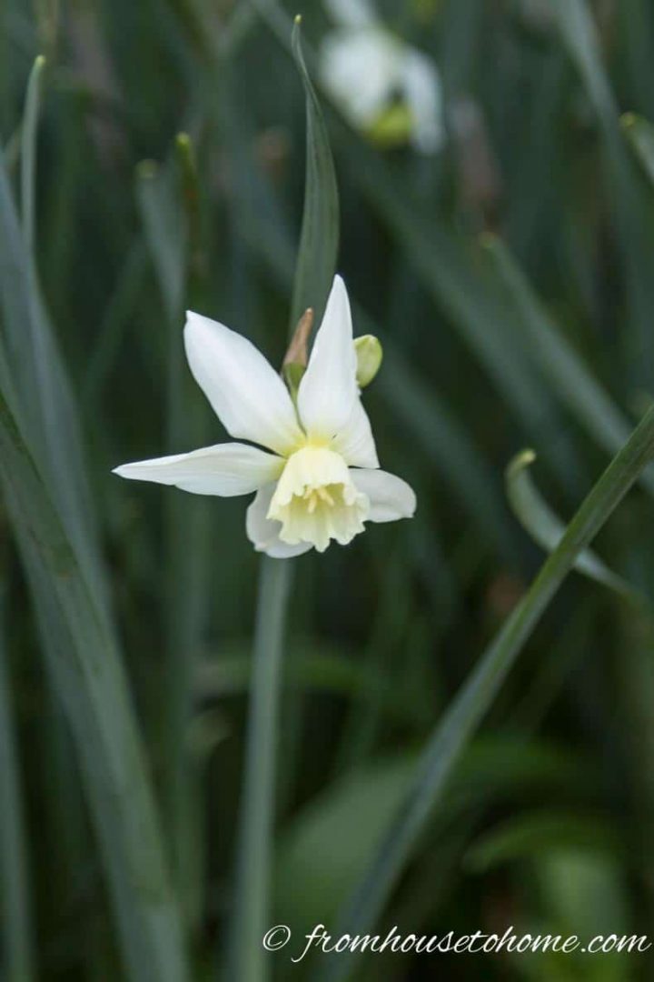 Narcissus