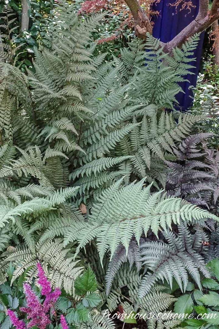 Japanese Painted Fern