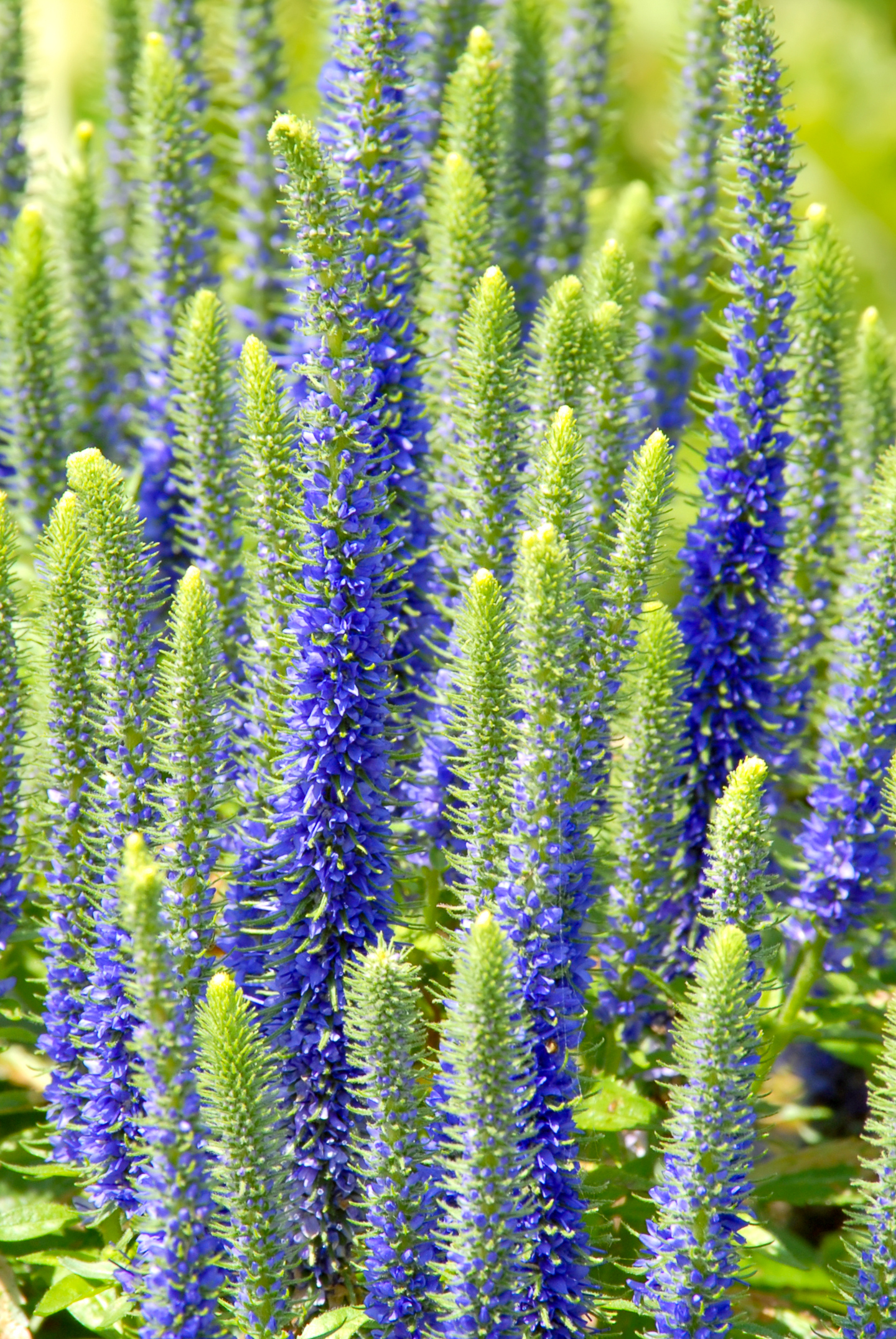 Veronica spicata 'Royal Candles' © Sharon Day - stock.adobe.com