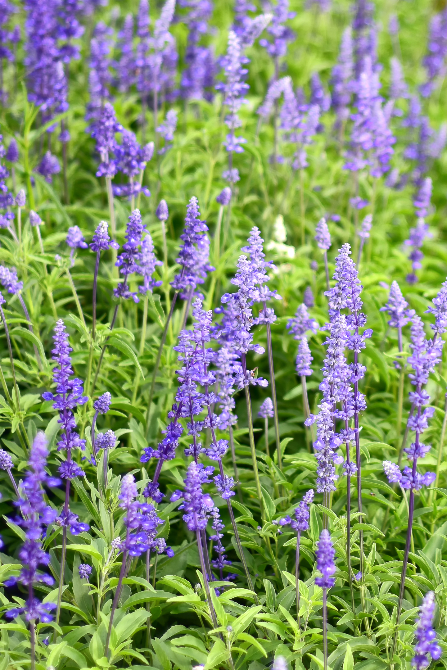 Salvia 'Victoria Blue' ©APHIRAK - stock.adobe.com