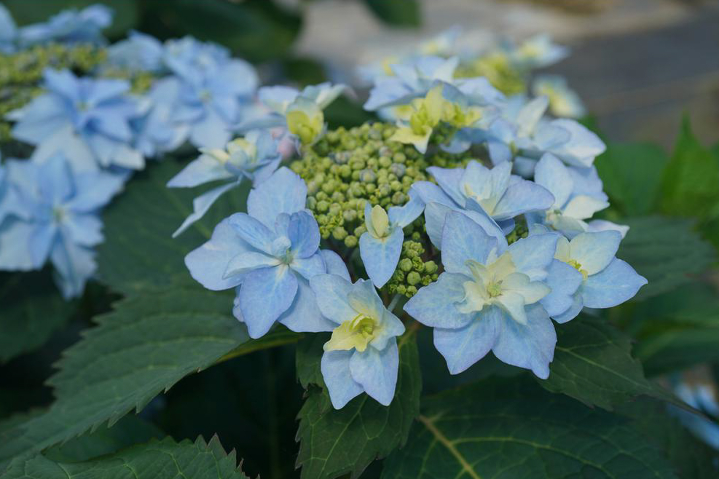 Tuff Stuff Hydrangea