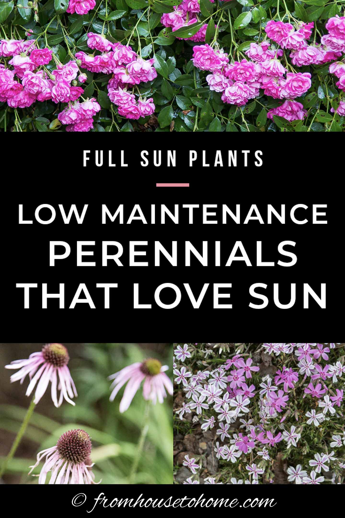 19+ Low Growing Perennials Full Sun 16 Full Sun Perennials: Low Maintenance Plants That Thrive In Sun