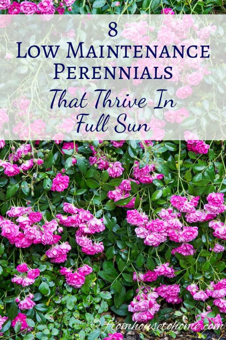 Full Sun Perennials: Low Maintenance Plants That Thrive In Full Sun
