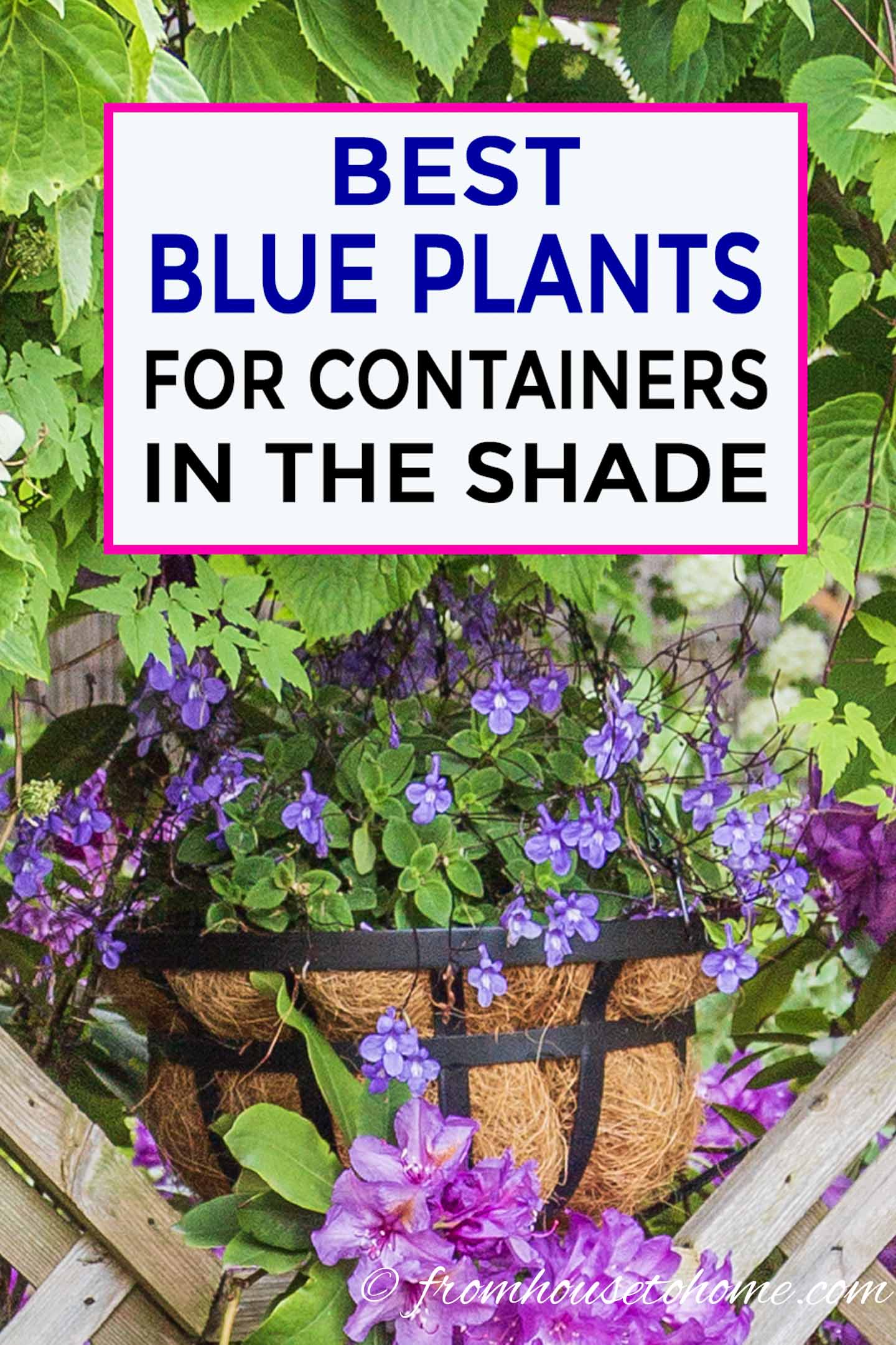Best Blue Annuals For Shade (Flowers For Pots)