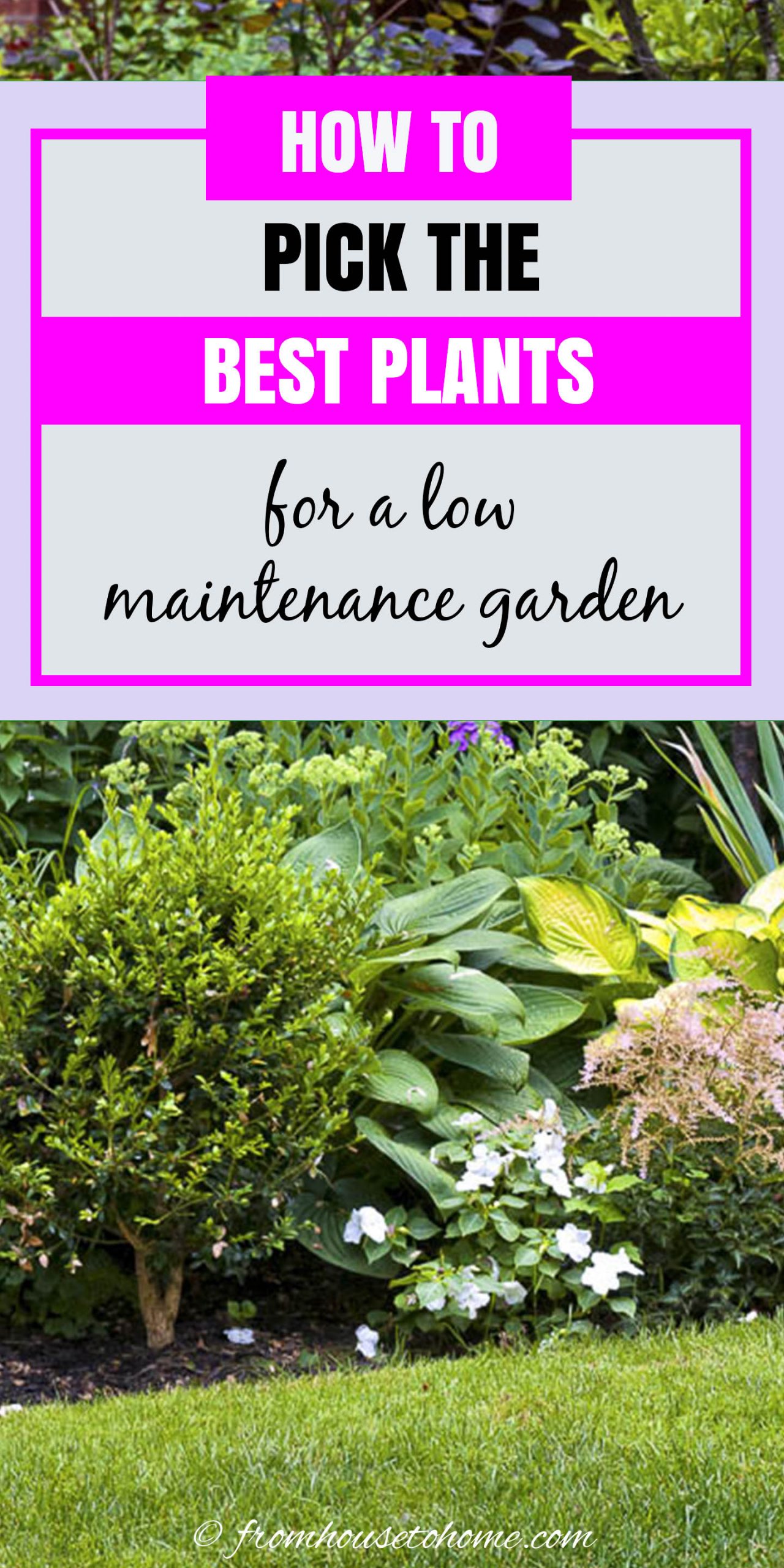 How To Choose The Best Plants For Your Garden