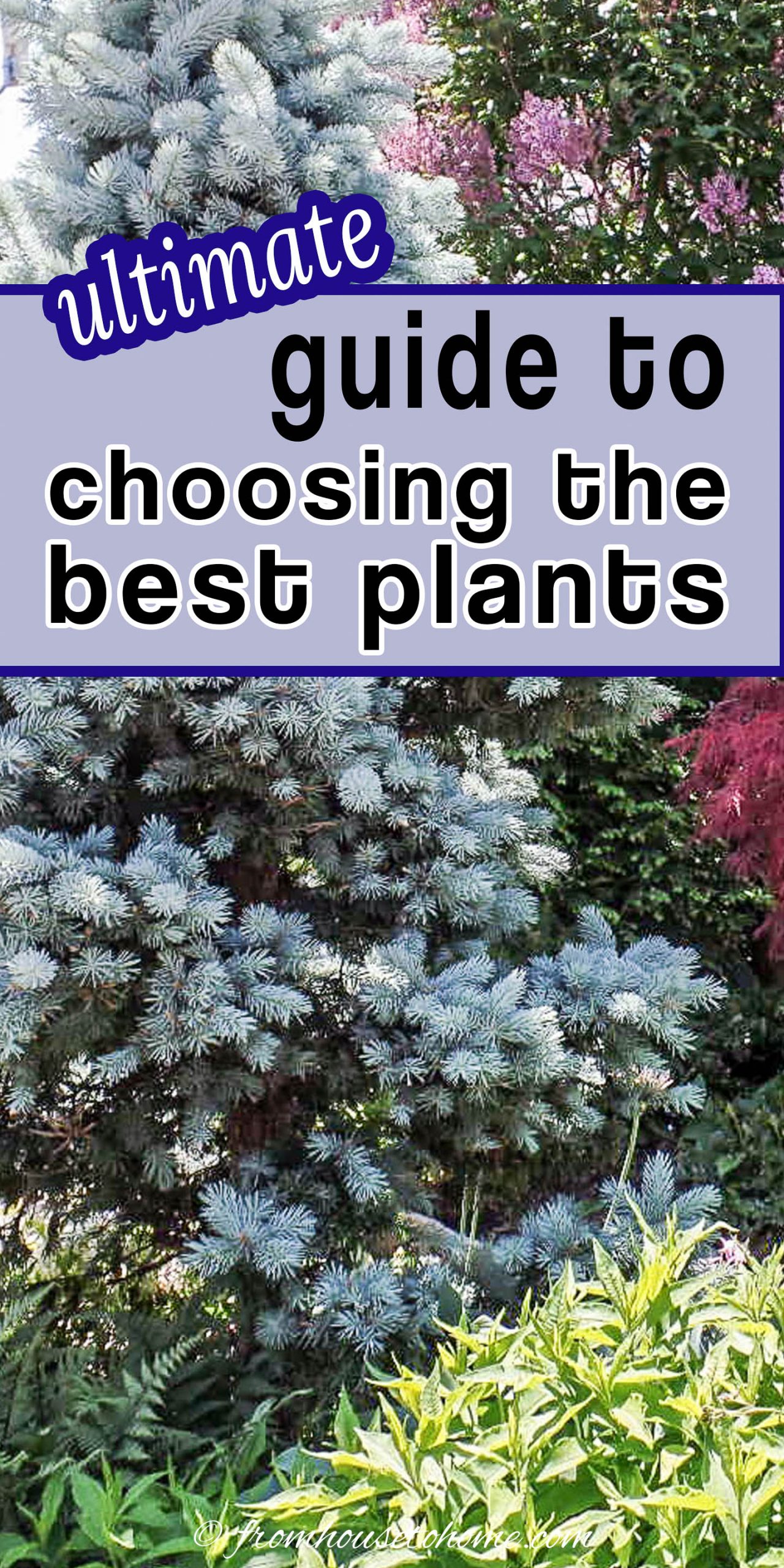 How To Choose The Best Plants For Your Garden