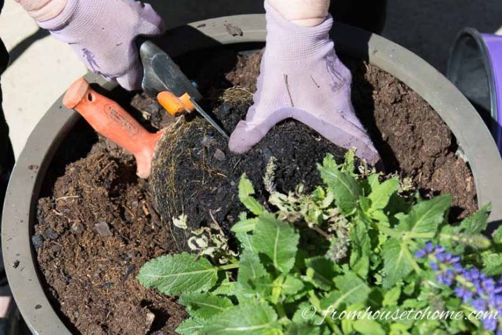 Cut through roots with the pruning shears