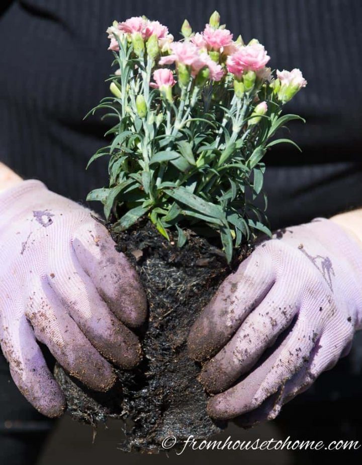 Split the root ball at the bottom