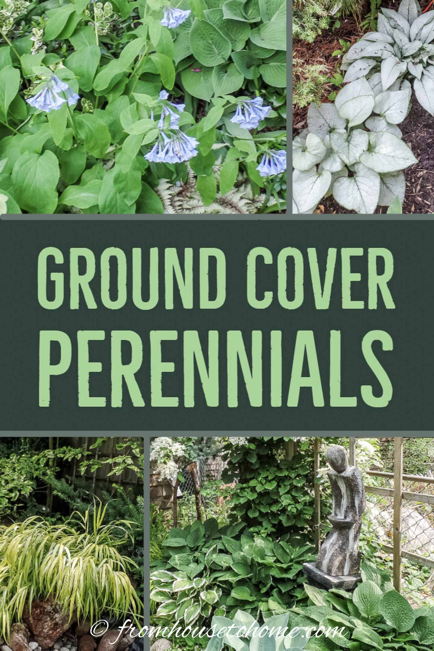 Ground Cover Plants For Shade (Perennials That Keep Weeds Down)