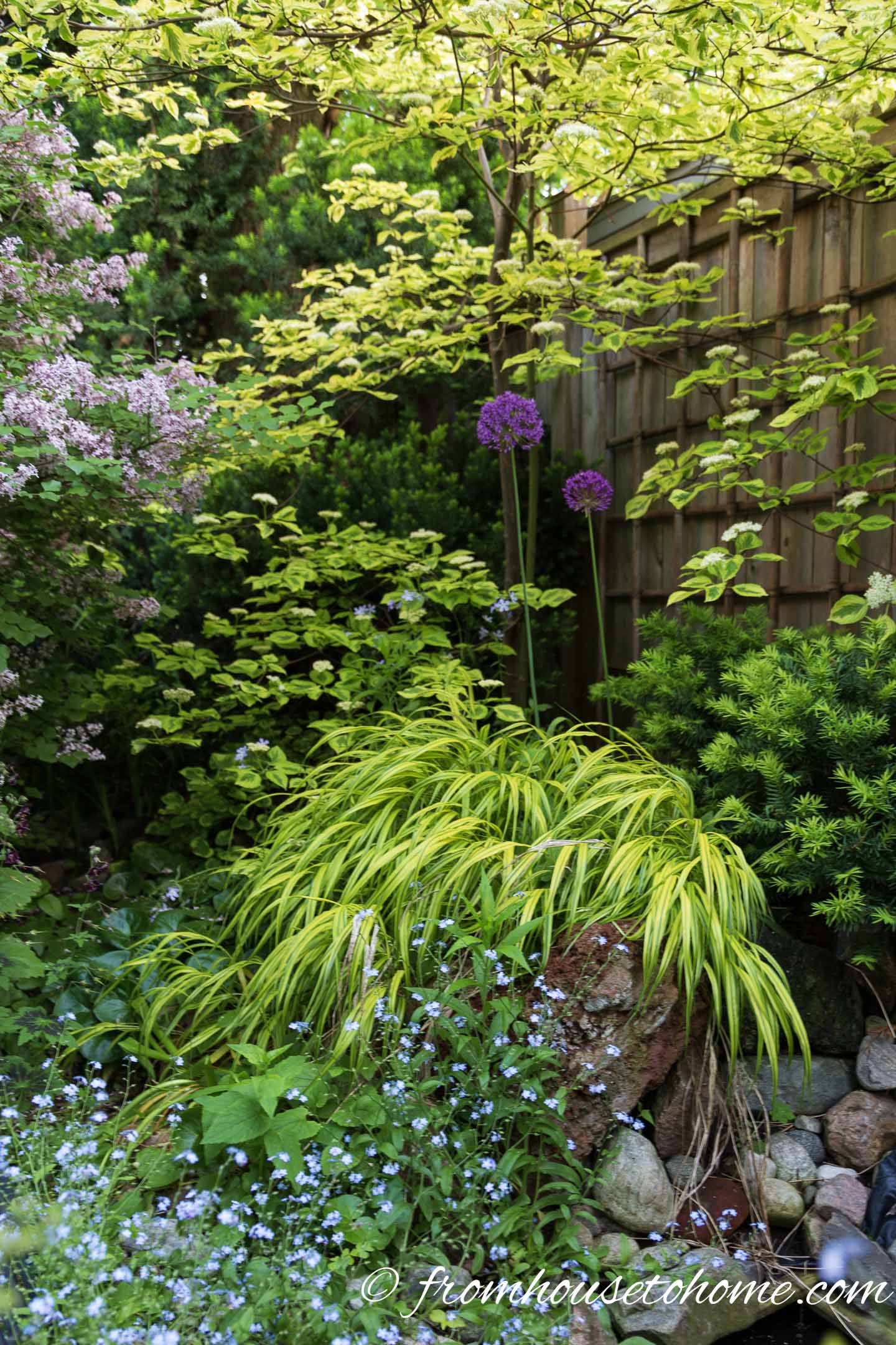 Japanese Forest Grass growing with bluebells
