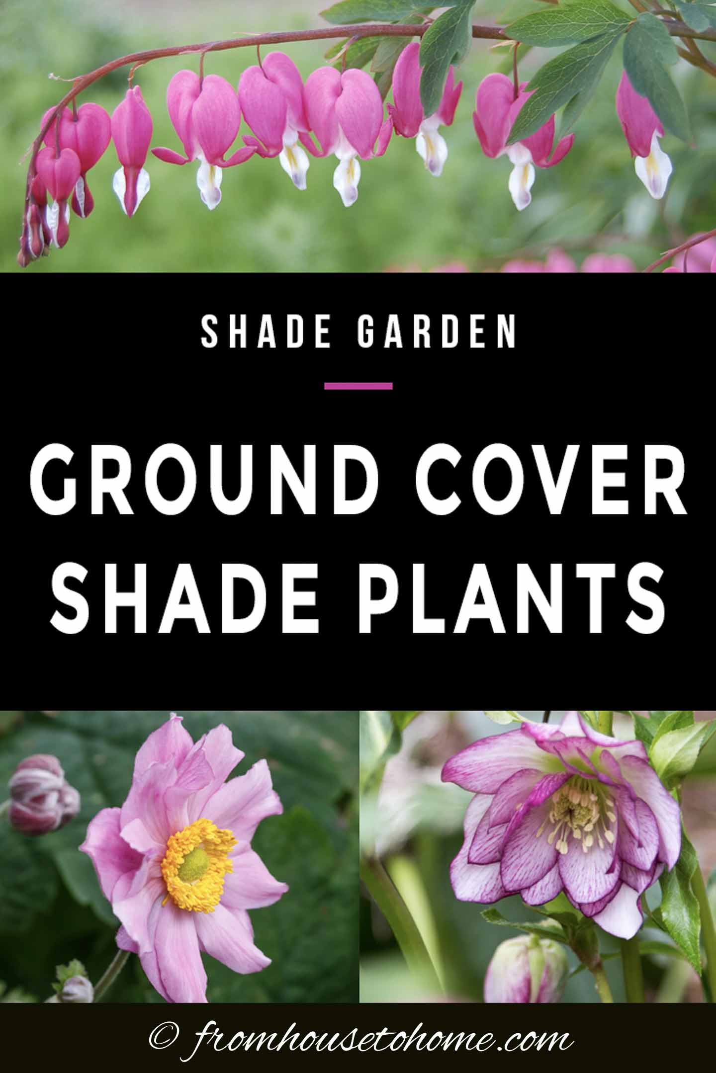 Ground Cover Plants For Shade (Perennials That Keep Weeds Down)