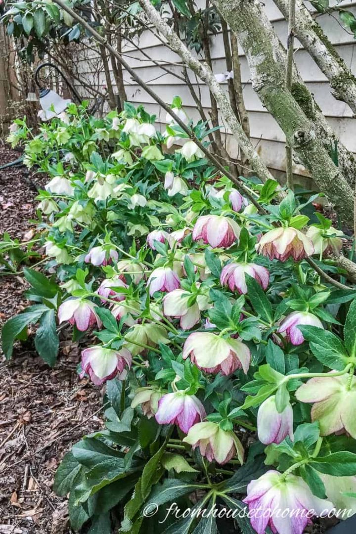 Row of Hellebores blooming under bushes