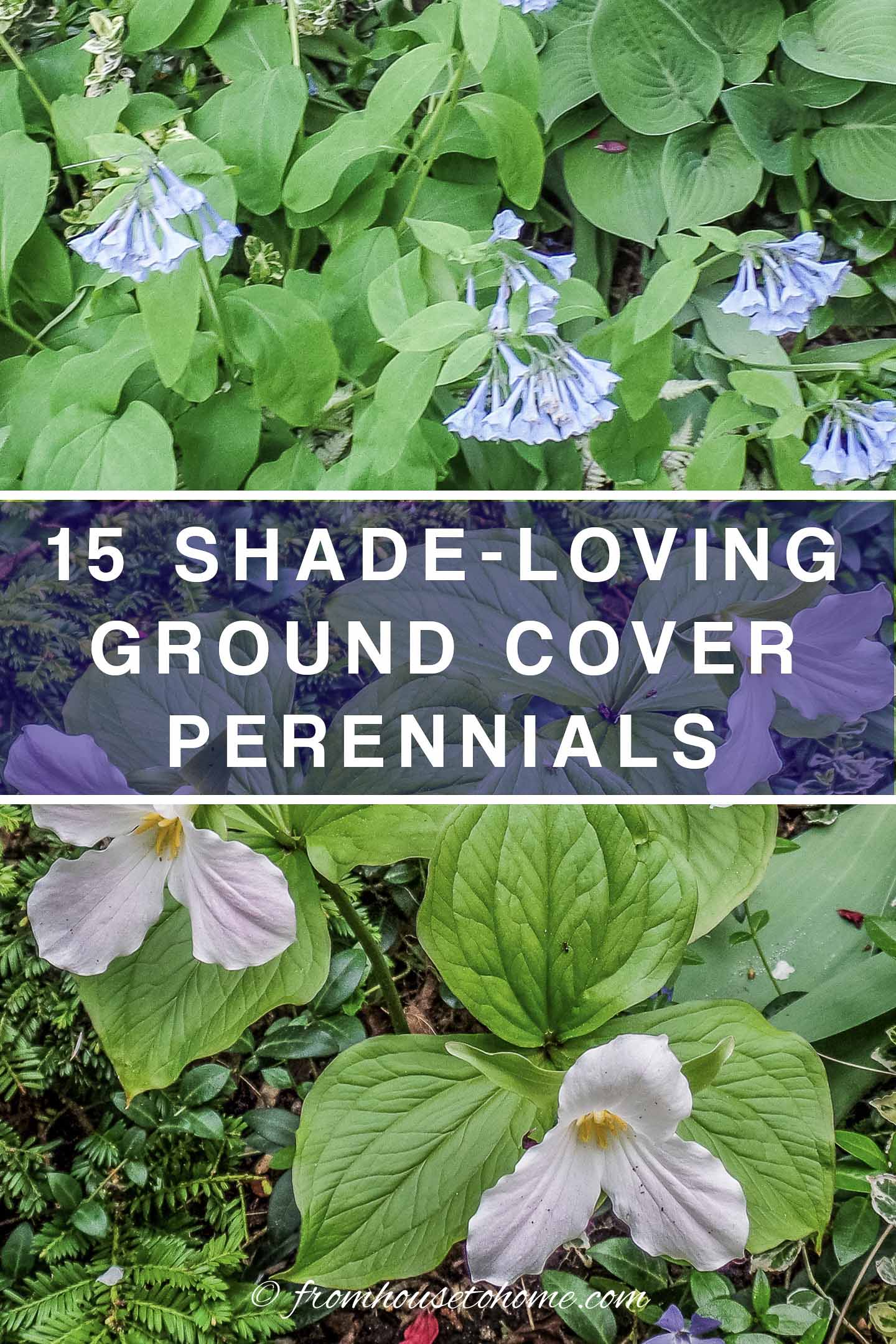 Ground Cover Plants For Shade (Perennials That Keep Weeds Down)