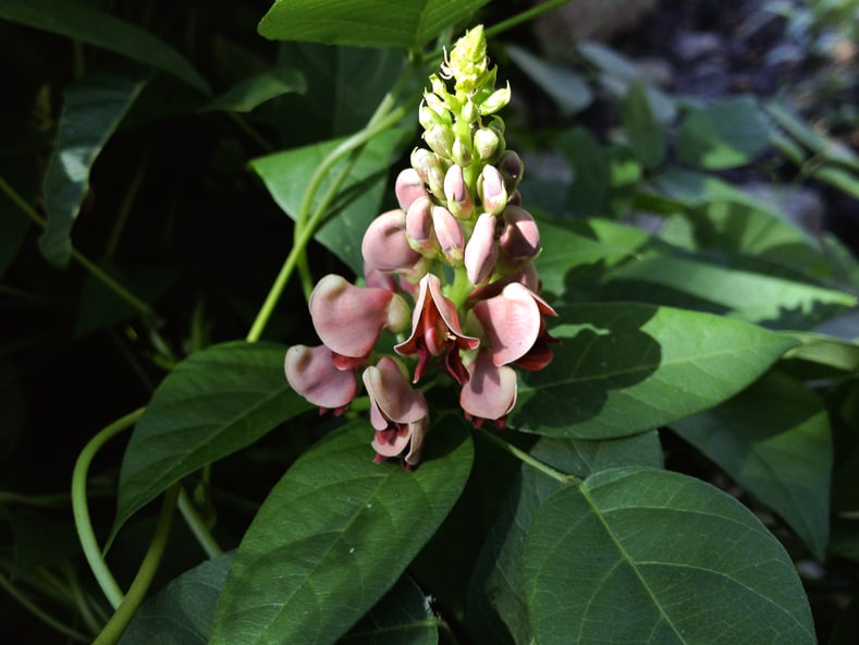 Groundnut by Fritzflohrreynolds (Own work) [CC BY-SA 3.0], via Wikimedia Commons