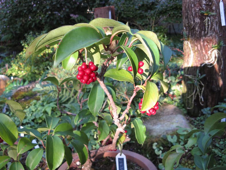 Kadsura japonica by KENPEI (Own work) [GFDL or CC BY-SA 3.0], via Wikimedia Commons