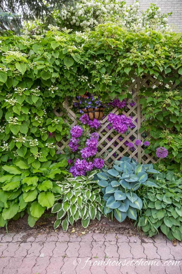 Shade-Loving Plants: Gorgeous Perennials, Shrubs, Vines and Annuals That Love The Shade