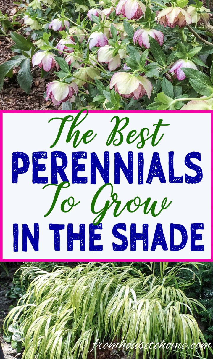 Best perennials to grow in the shade