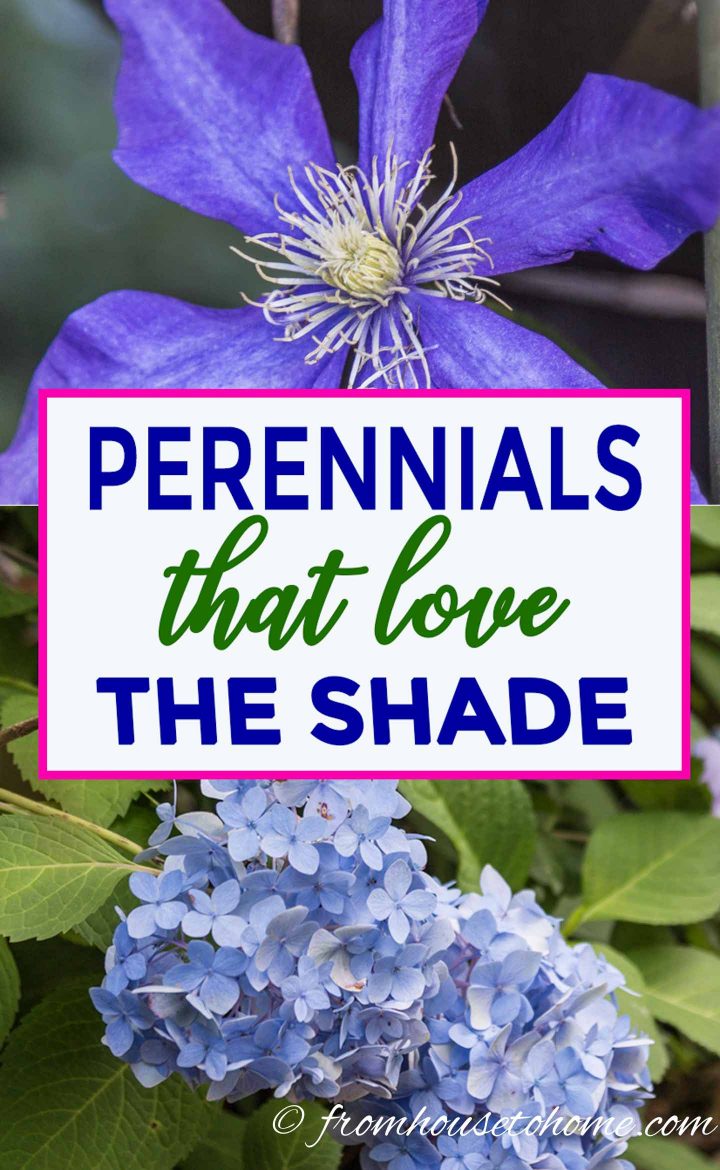 Perennials that love the shade