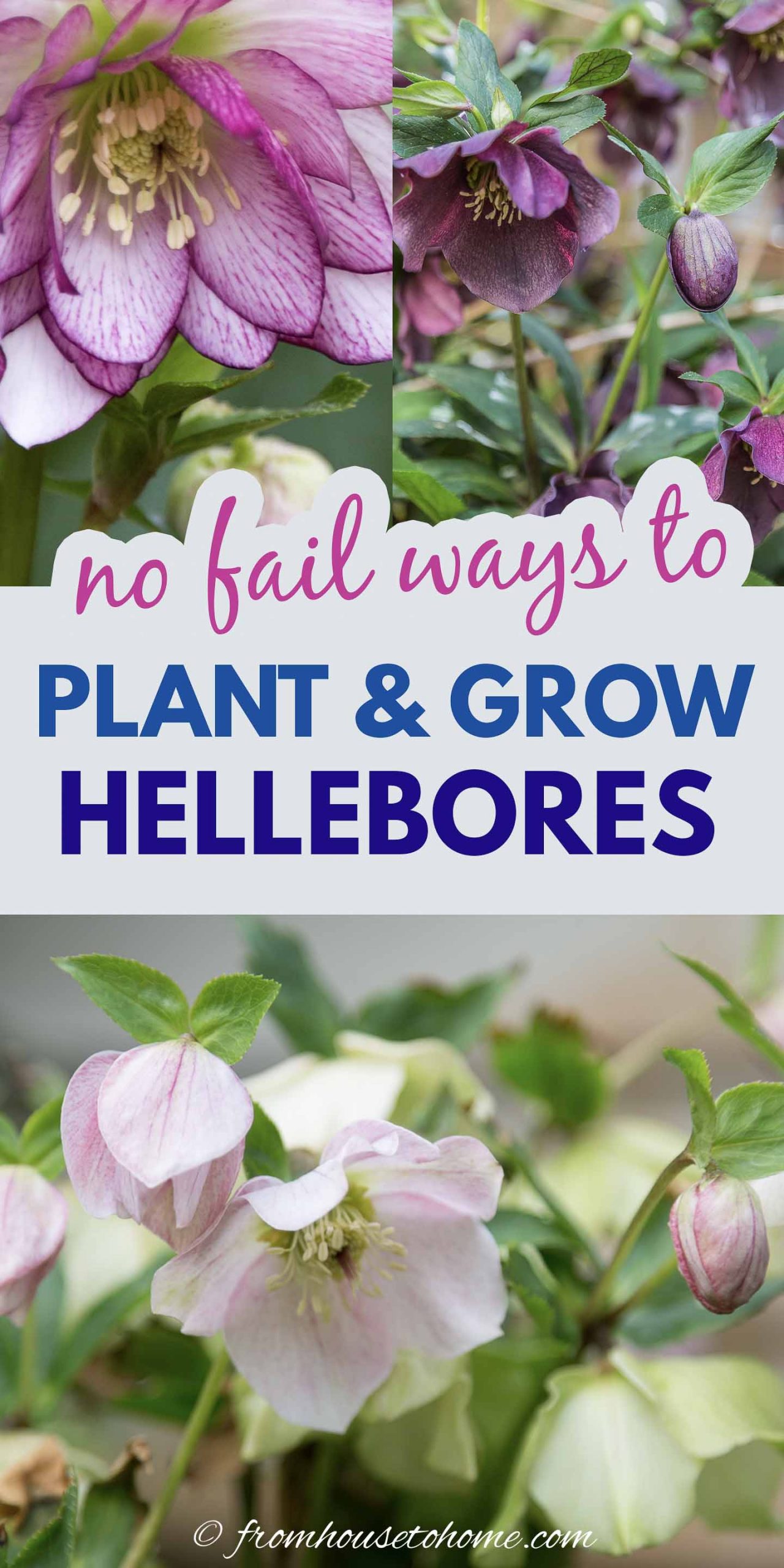 Lenten Rose Care And Planting Guide (How to Grow Hellebores)