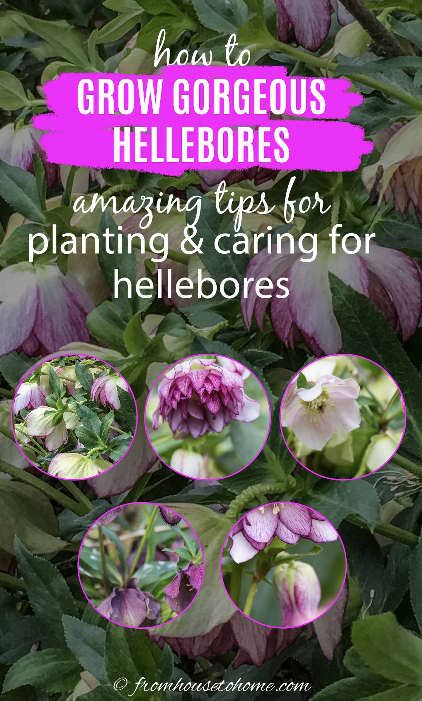 Lenten Rose Care And Planting Guide (How to Grow Hellebores)